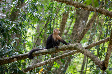 White-throated capuchins monkeys in Costa Rica