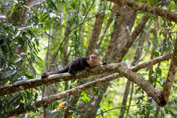White-throated capuchins monkeys in Costa Rica