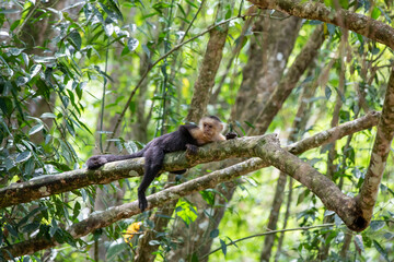 Naklejka na ściany i meble White-throated capuchins monkeys in Costa Rica