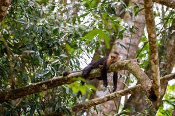 White-throated capuchins monkeys in Costa Rica