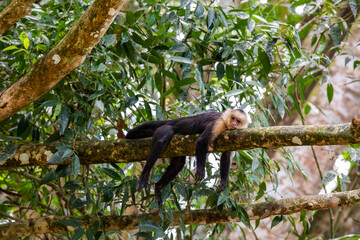 White-throated capuchins monkeys in Costa Rica