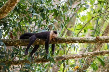 White-throated capuchins monkeys in Costa Rica