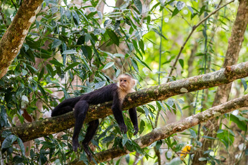 White-throated capuchins monkeys in Costa Rica