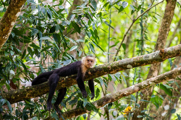 White-throated capuchins monkeys in Costa Rica