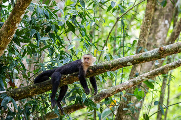White-throated capuchins monkeys in Costa Rica