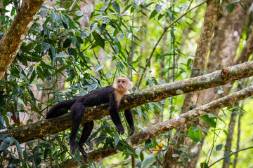 White-throated capuchins monkeys in Costa Rica