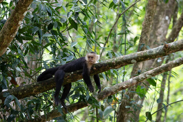 White-throated capuchins monkeys in Costa Rica