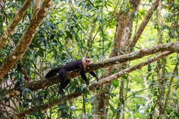 White-throated capuchins monkeys in Costa Rica