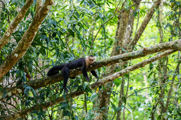 White-throated capuchins monkeys in Costa Rica