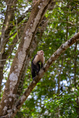White-throated capuchins monkeys in Costa Rica