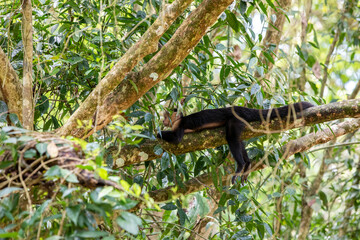 White-throated capuchins monkeys in Costa Rica
