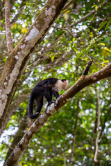White-throated capuchins monkeys in Costa Rica