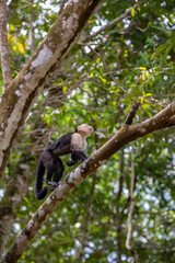 White-throated capuchins monkeys in Costa Rica