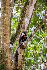 White-throated capuchins monkeys in Costa Rica