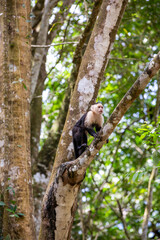 White-throated capuchins monkeys in Costa Rica