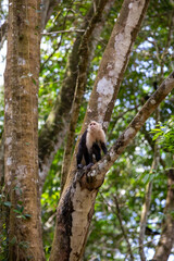 White-throated capuchins monkeys in Costa Rica