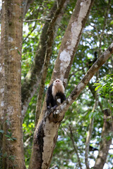White-throated capuchins monkeys in Costa Rica
