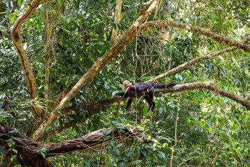White-throated capuchins monkeys in Costa Rica