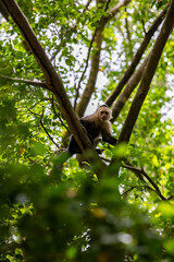 White-throated capuchins monkeys in Costa Rica