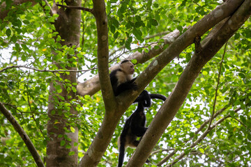White-throated capuchins monkeys in Costa Rica