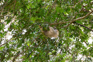 The brown-throated three-toed sloth (Bradypus variegatus)