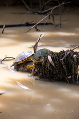 Fresh water soft-shell turtles in Damas Island, Quepos, Costa Rica