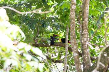 Couple of chestnut-mandibled toucan in a tree in Costa Rica