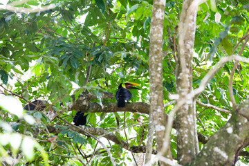 The chestnut-mandibled toucan in the tree