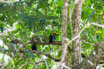 The chestnut-mandibled toucan in the tree