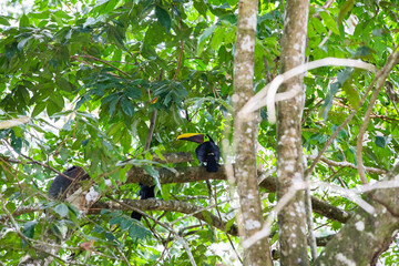 Fototapeta premium The chestnut-mandibled toucan in the tree