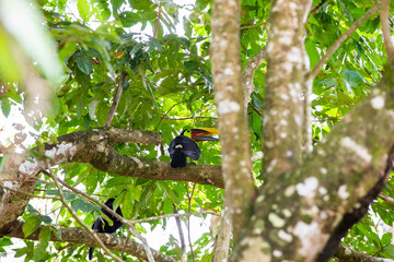 The chestnut-mandibled toucan in the tree
