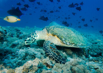 Naklejka na ściany i meble Sea turtle at the bottom of the Indian Ocean