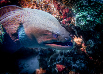 Moray eel on a coral reef at the bottom of the Indian Ocean