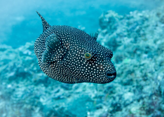 Black Puffer Fish at the bottom of the Indian Ocean