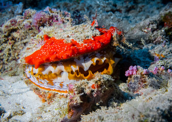 Bivalve mollusk Spondylus Varians (Thorny oyster) on a coral reef at the bottom of the Indian Ocean © Sergey