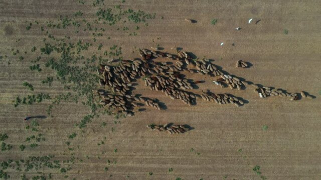 Aerial Lockdown Shot Of Sheep Grazing On Field, Drone Flying Over Landscape - Jericho, Israel
