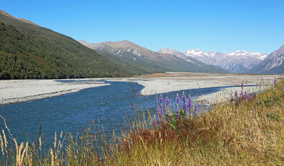 Blue lupin in Arthurs Pass NP - New Zealand