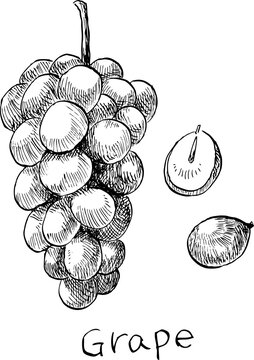 This Is A Black And White Illustration Of A Grape Drawn With A Hand Drawn Pen Stock Vector Adobe Stock