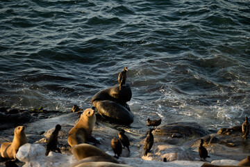 sea lions on the beach