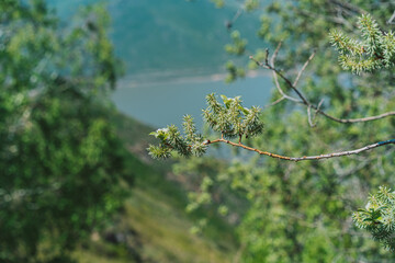 Branches with willow leaves close-up. Spring time concept