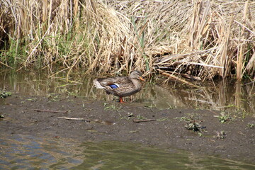 Mallard On The Mud Bank, Pylypow Wetlands, Edmonton, Alberta
