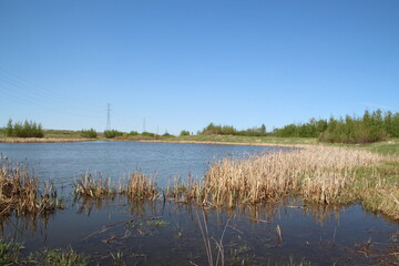 May On The Wetlands, Pylypow Wetlands, Edmonton, Alberta