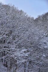 雪が降った朝の森