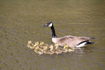 Close To Mother Goose, Pylypow Wetlands, Edmonton, Alberta