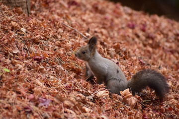 落ち葉の斜面を上るエゾリス