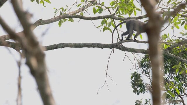 Phayre's Langur, Trachypithecus phayrei, Thailand; an individual seen sitting on a big branch and then moves going to the right out of the frame.