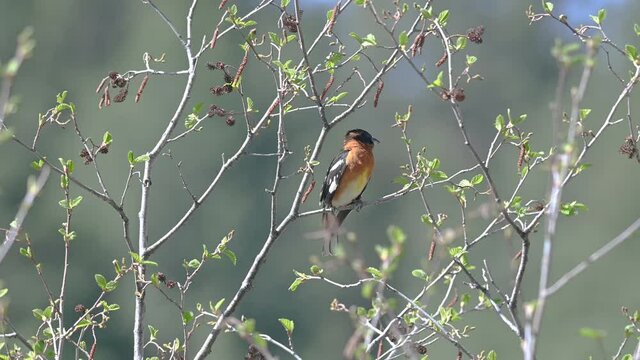 Black-headed Grosbeak singing while perching