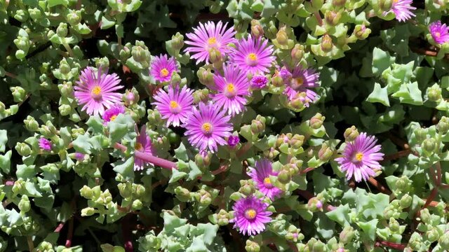 4K HD video zooming in on Mesembryanthemum Purple succulents, also known as purple pig face succulents

