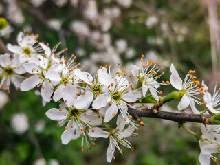 tree blossom