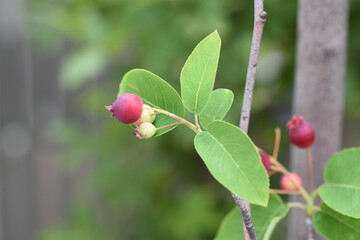 Juneberry (Amelanchier canadensis). Rosaceae deciduous fruit tree.
